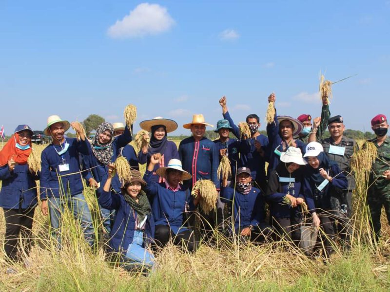 พช.ปัตตานี ร่วมอนุรักษ์ประเพณีการลงแขกเกี่ยวข้าว สืบทอดภูมิปัญญา น้อมนำวิถีพอเพียง ด้วยกิจกรรม